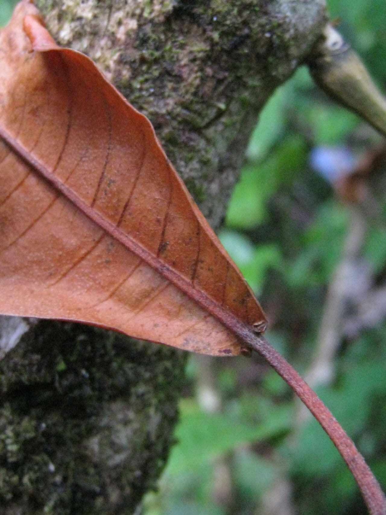 Croton 9