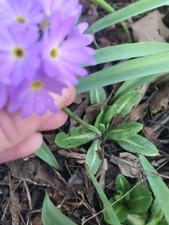 Primula denticolata 11