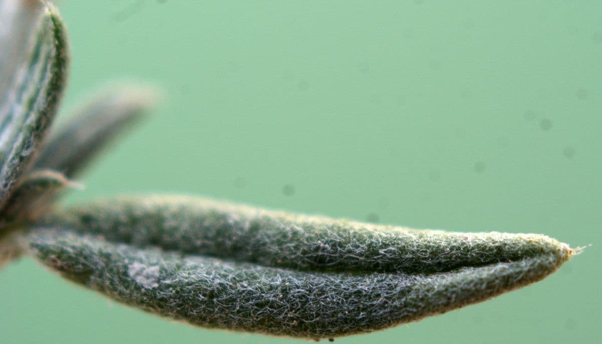 Eliantemo violaceo 17