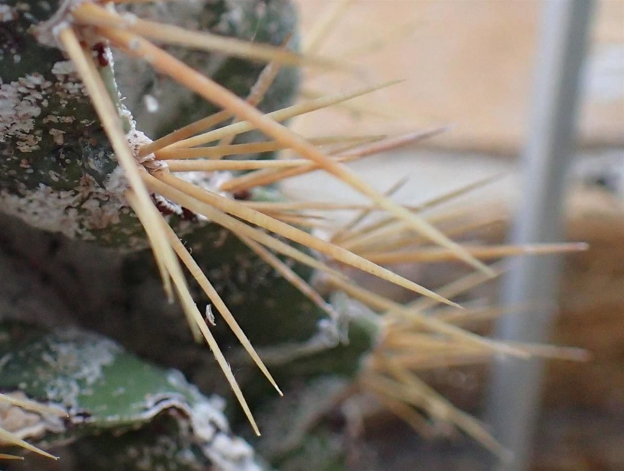 Cactus 7