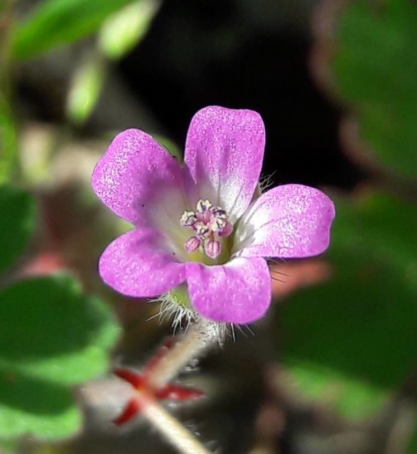 Géranium à feuilles rondes 10