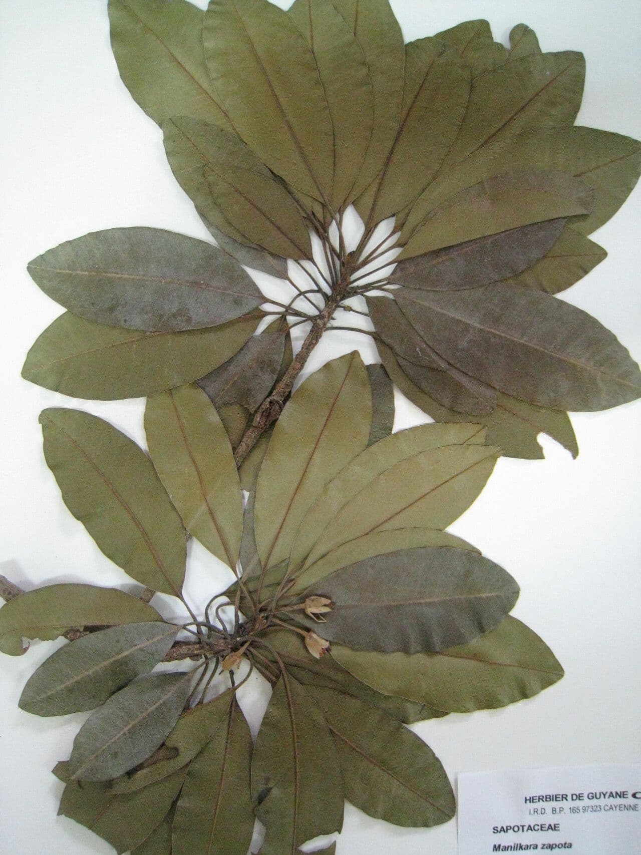 Sapodilla 29