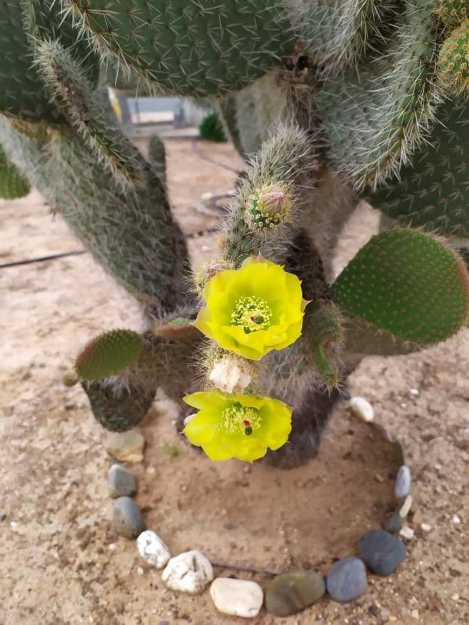 Opuntia leucotricha 8