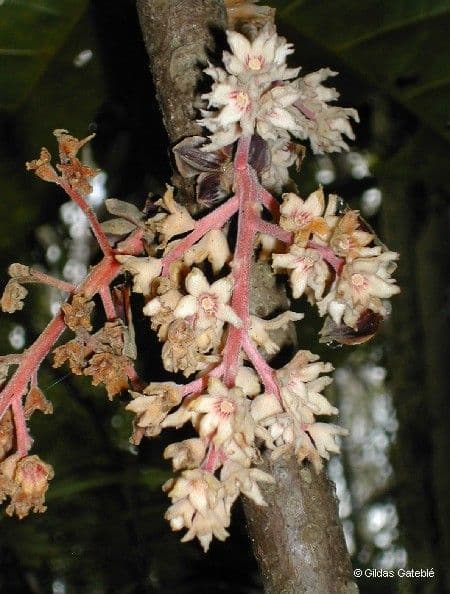 Acropogon
