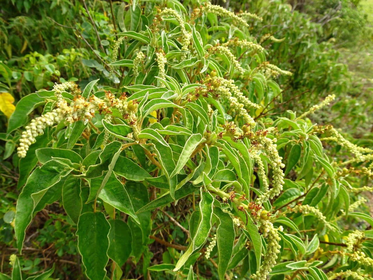 Croton giallo 6
