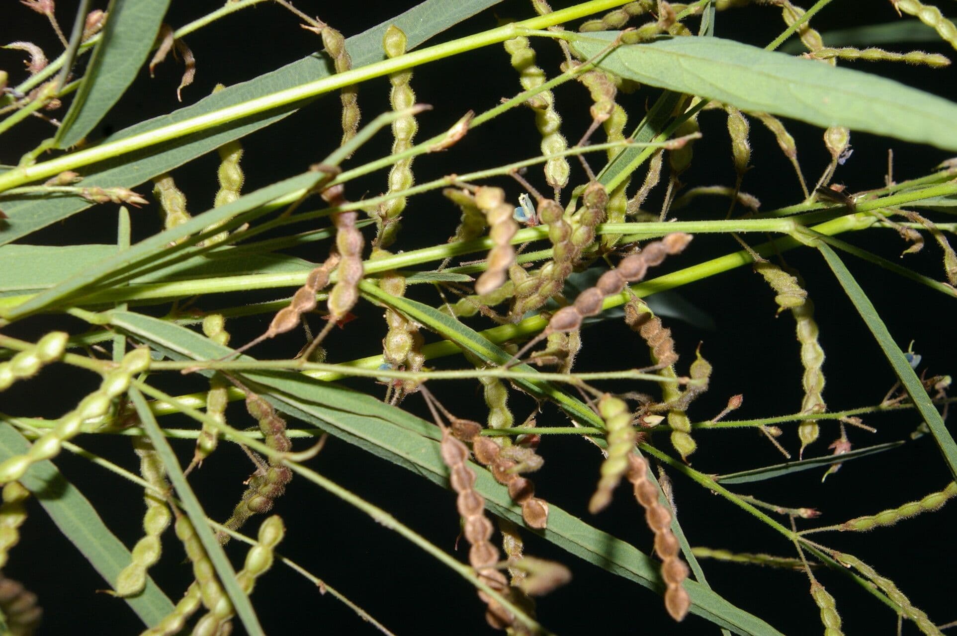 Desmodium 4