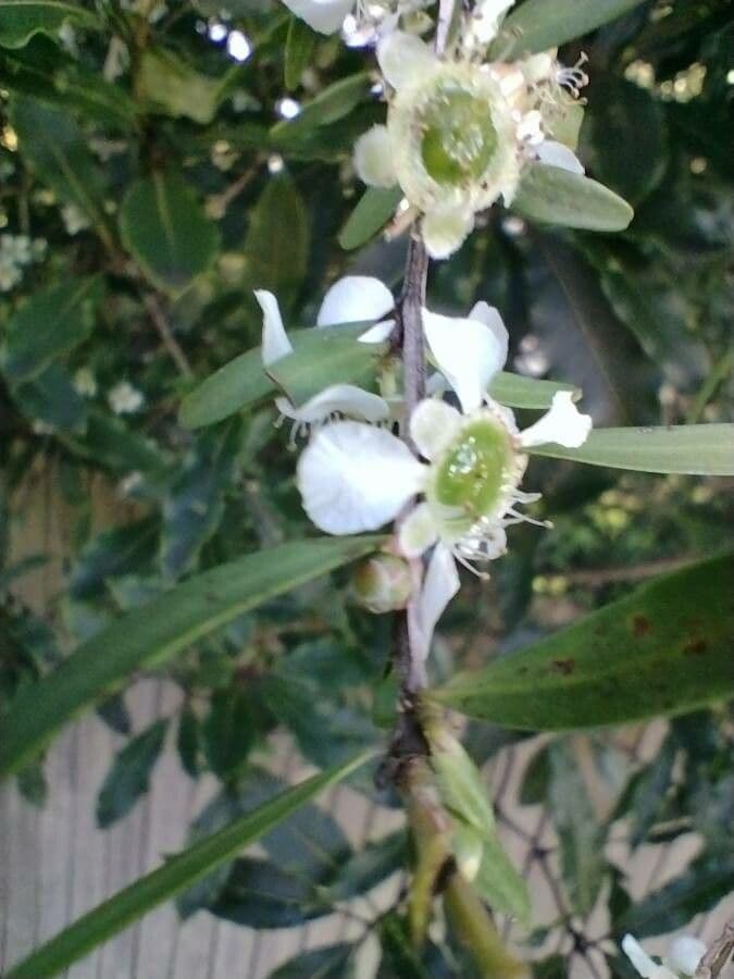 Leptospermo