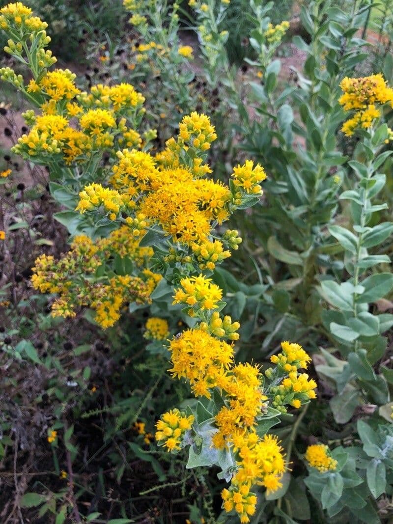 Verga d'oro rigida 6