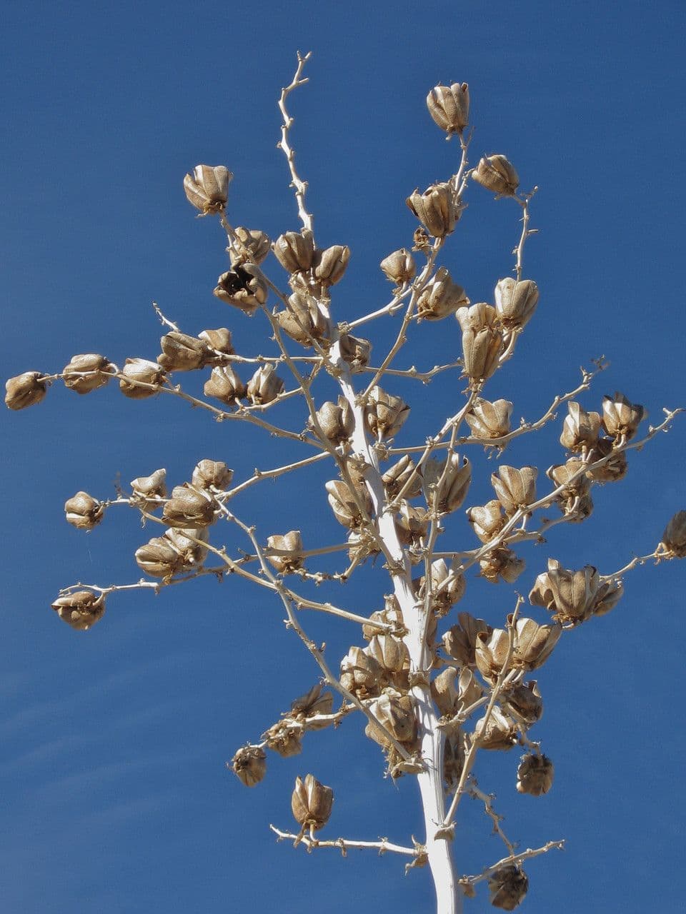 Yucca alta 3