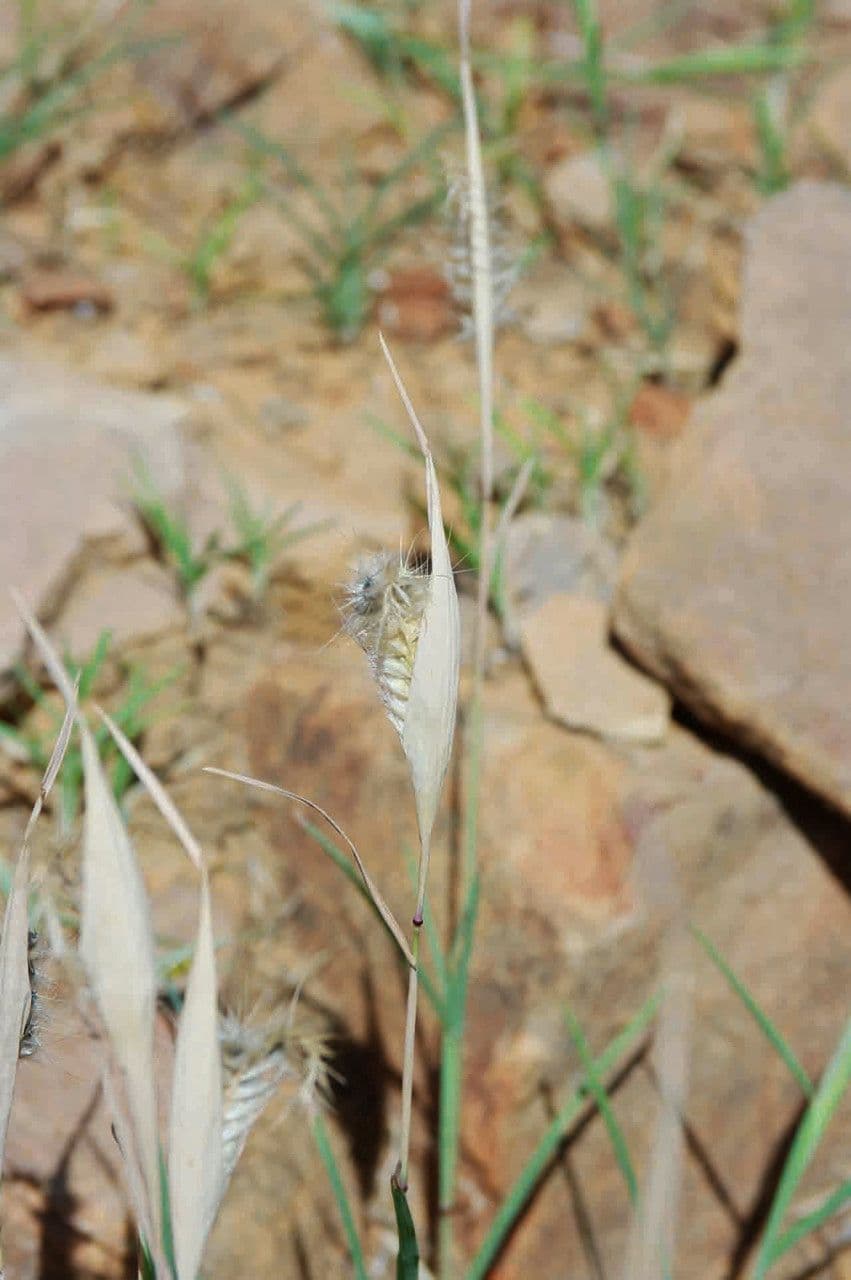 Tetrapogon