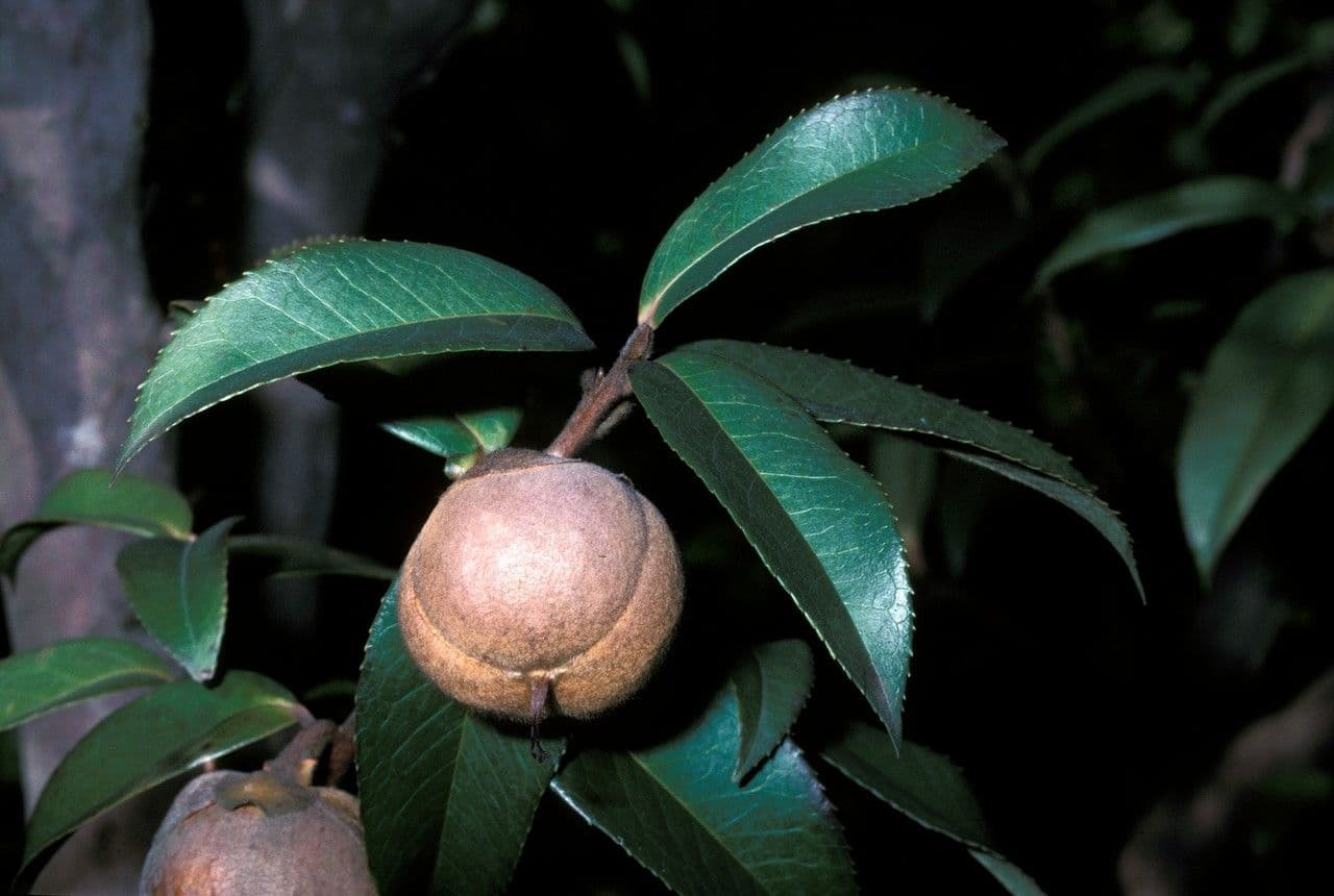 Pyrenaria 4