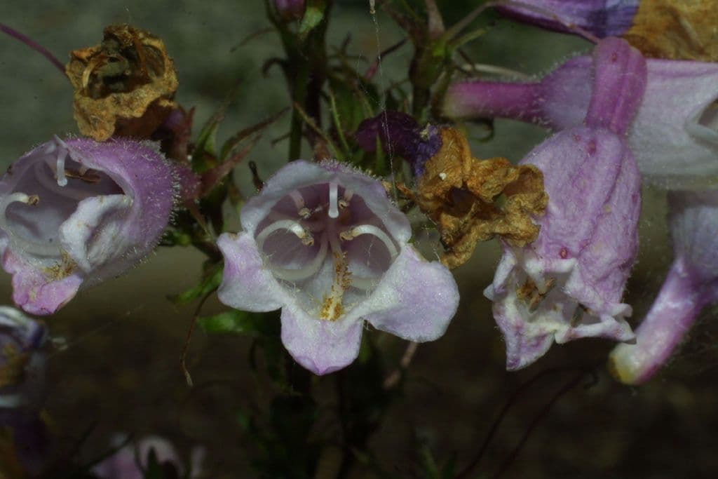 Penstemon 4