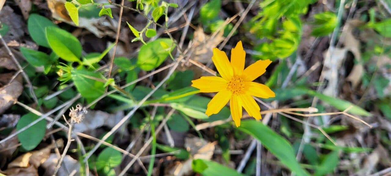 Ruprechtia uchatá 5