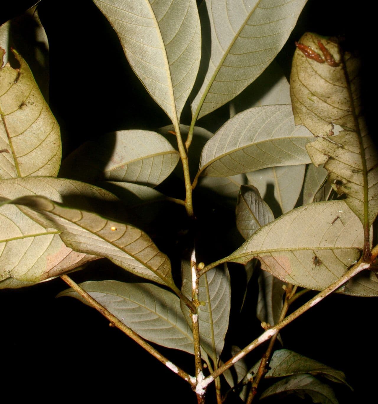 Pouteria