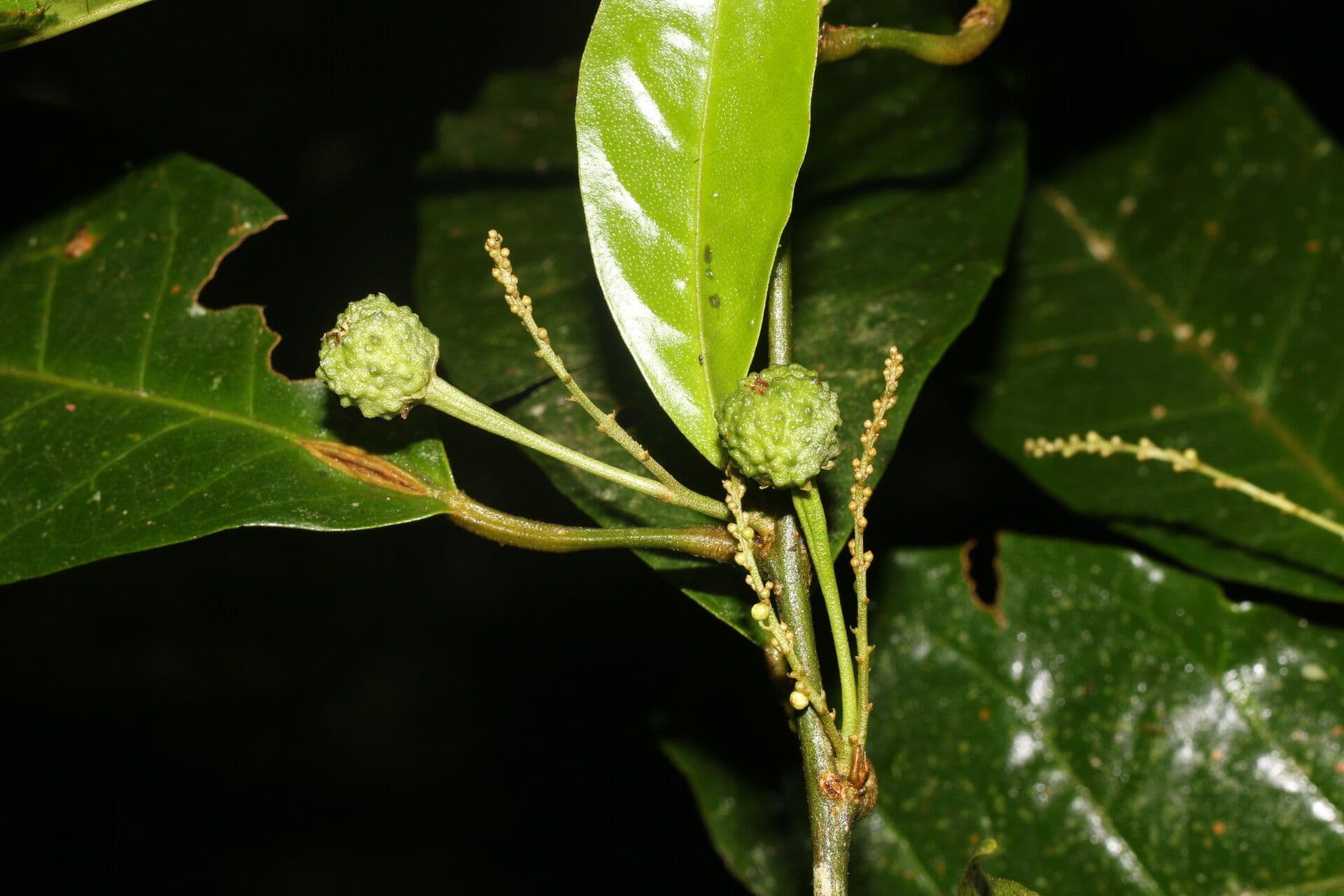 Croton 2