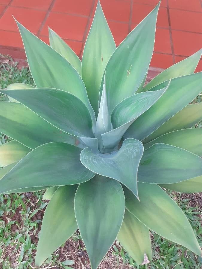 Agave lanuginosa 13