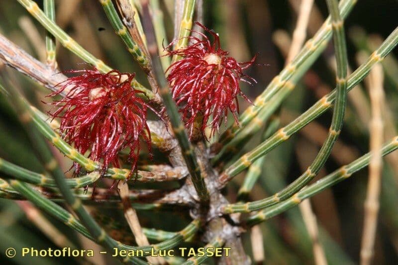 Allocasuarina di Mueller 8