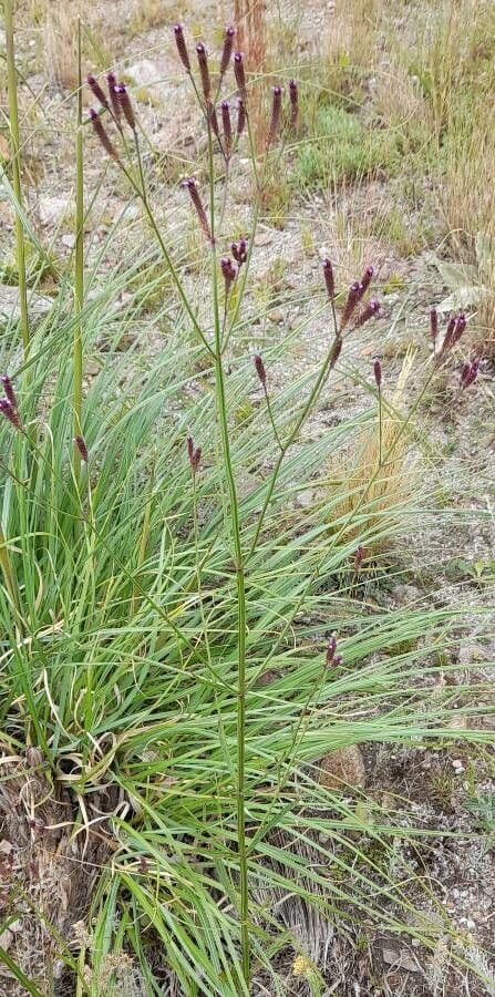Verbena 13