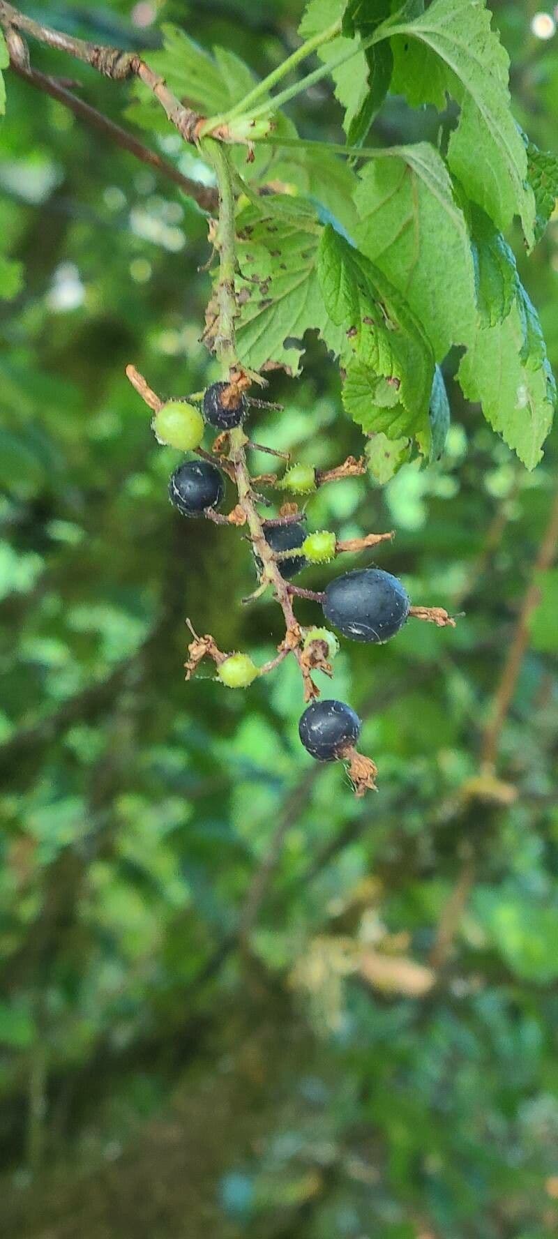 Ribes nero americano 3