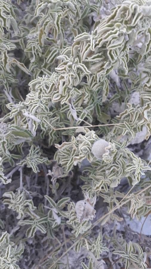 Salvia 4