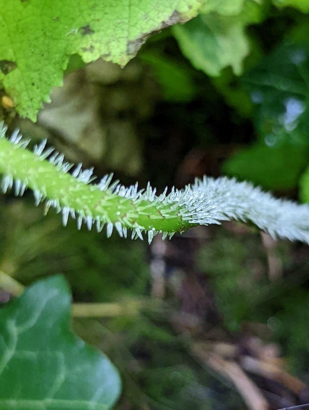 Astilboides 18