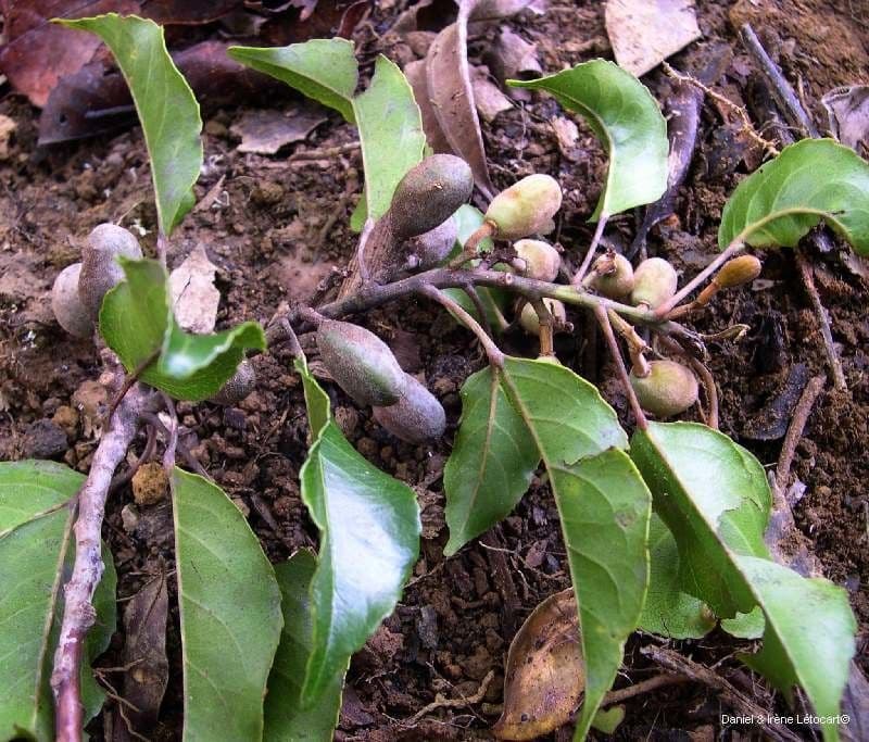 Elaeocarpus 7