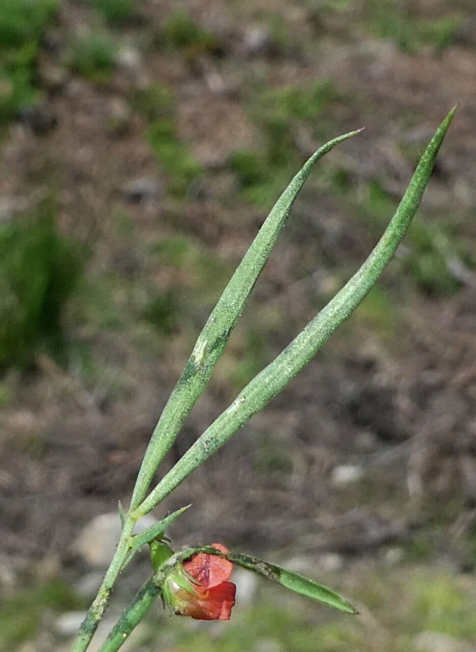 Cicerchia 17