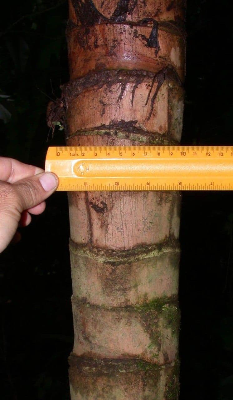 Geonoma interrupta 21