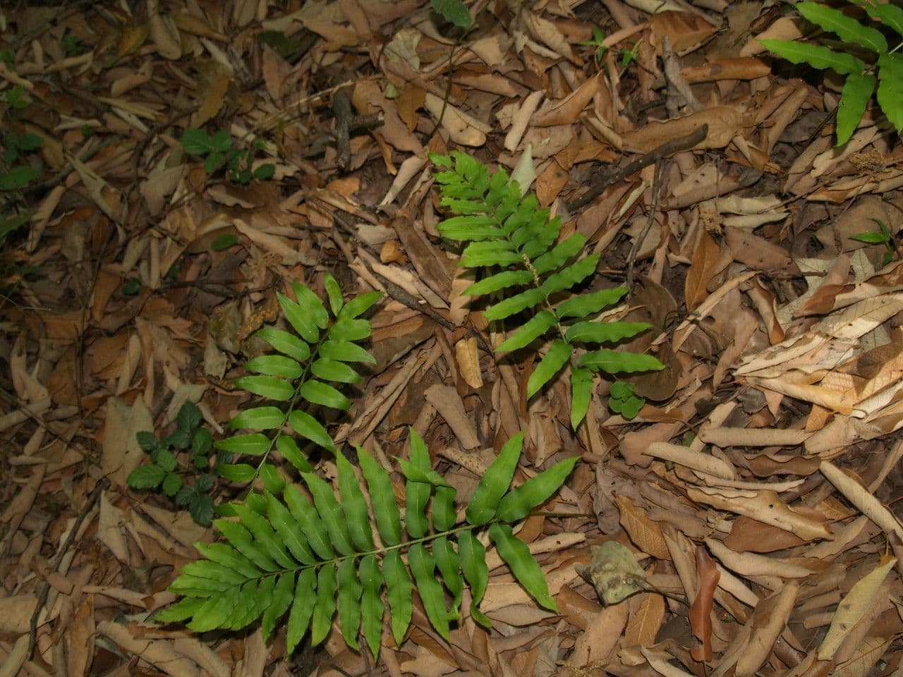 Phanerophlebia umbonata 4