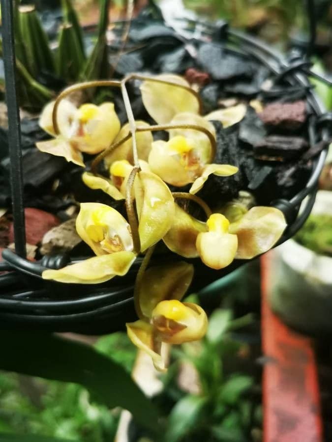 Gongora 6
