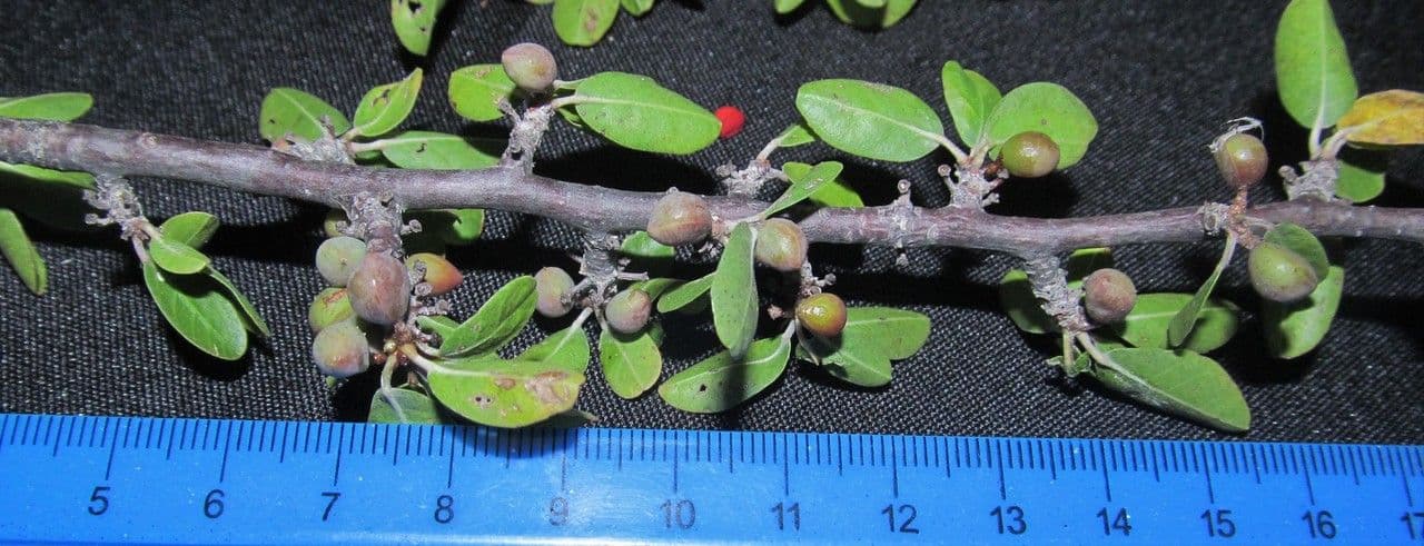 Bursera 9