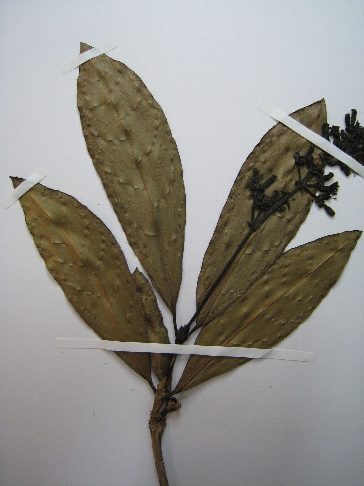 Rudgea 2