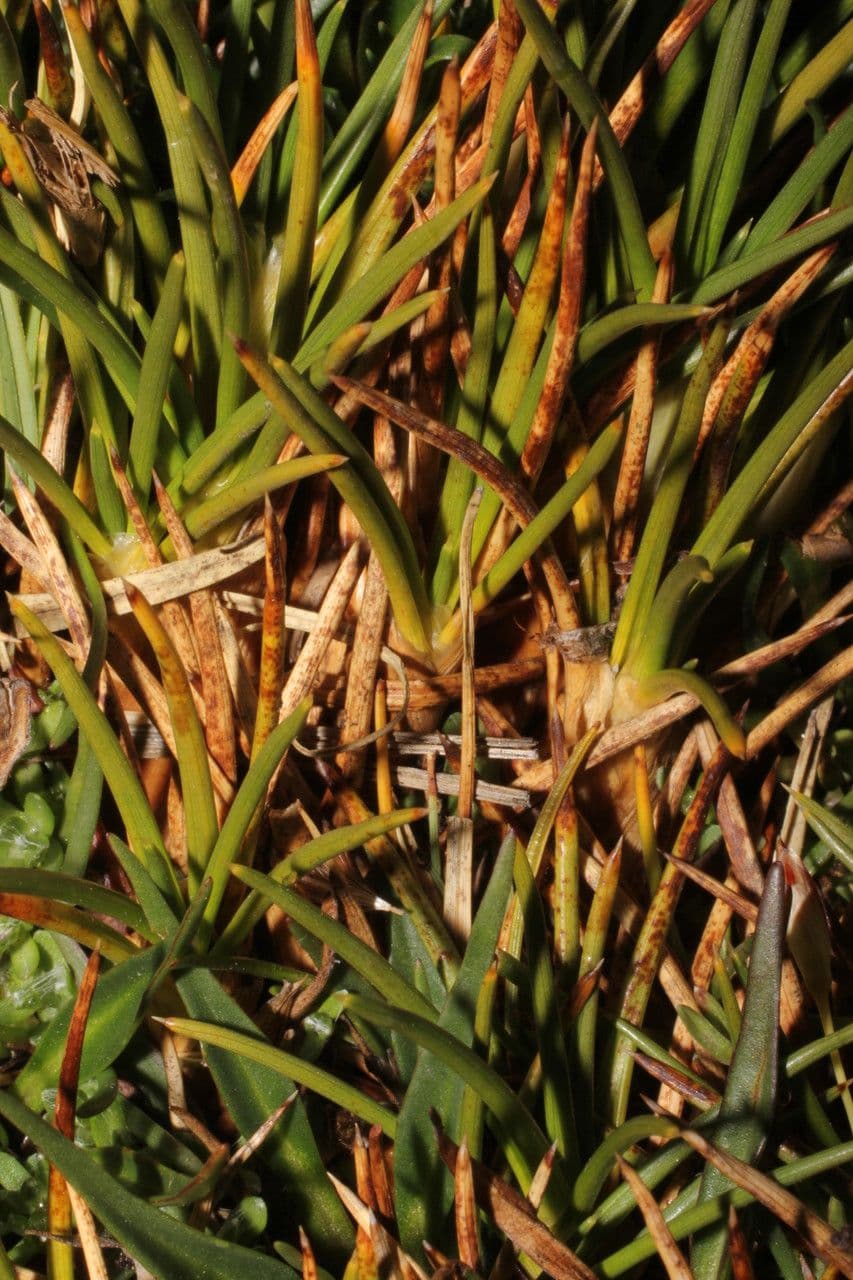 Oxychloe andina 12