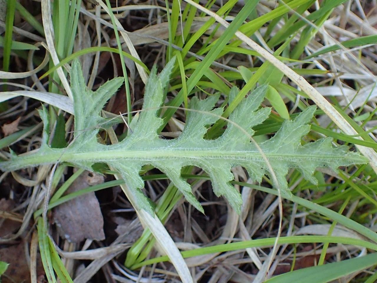 Knollen-Distel 19