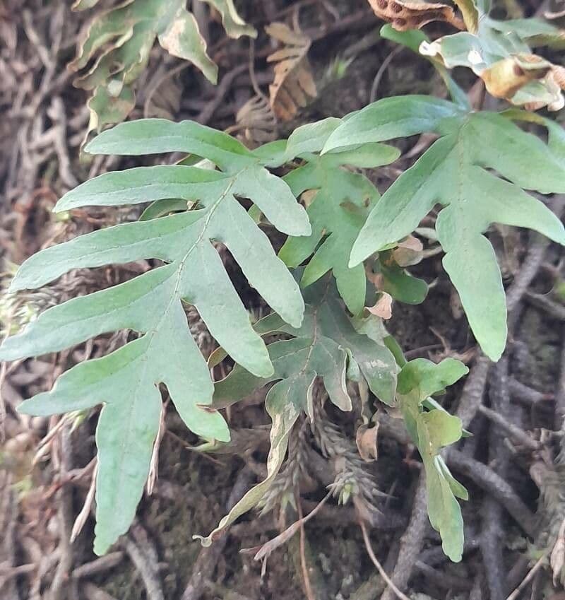 Polypode faux doré 3