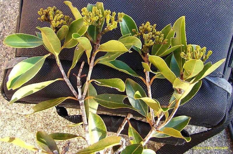 Syzygium 9