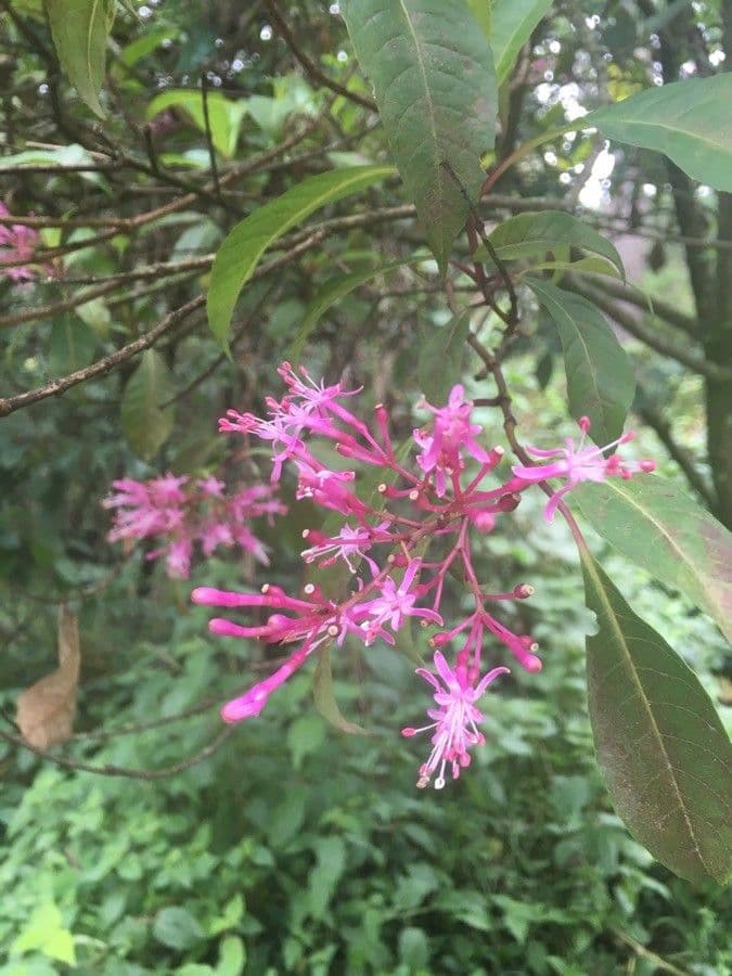 Fuchsia 2