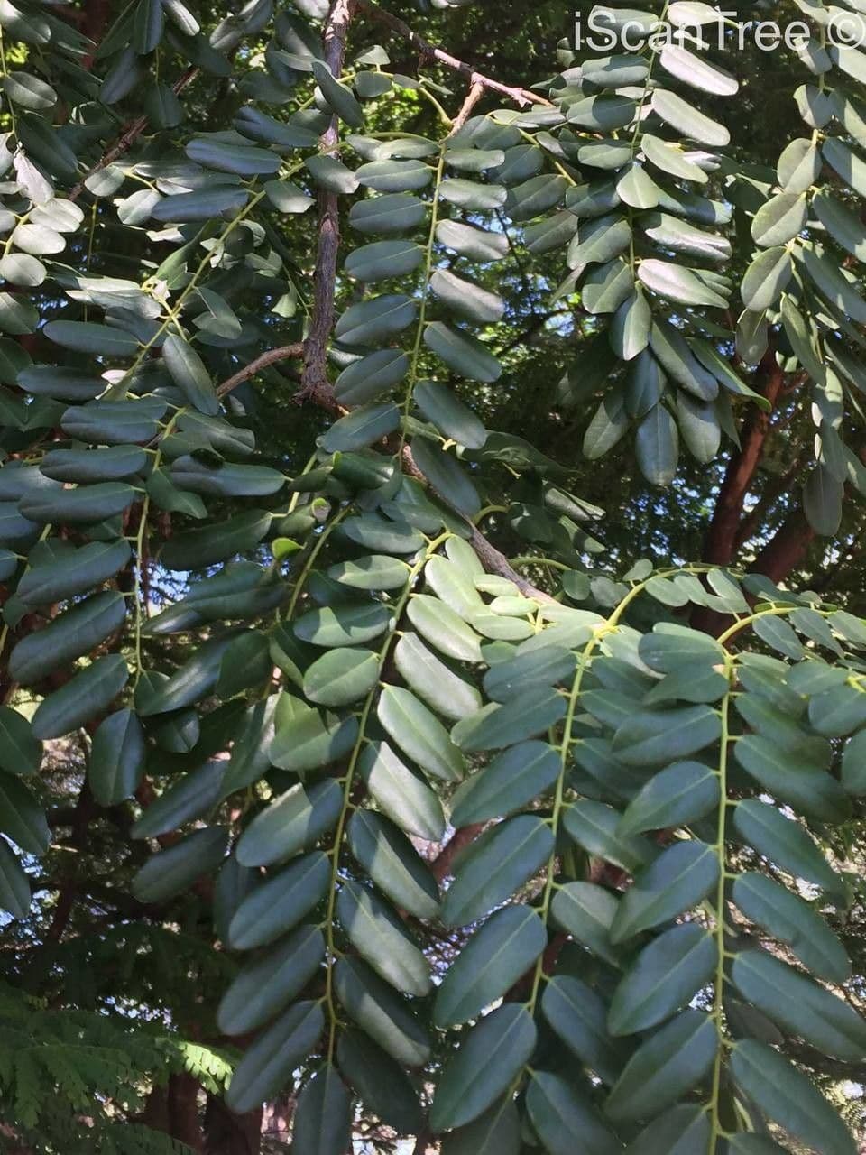 Cordyla 12