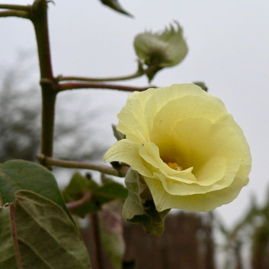 Baumwollbaum 7