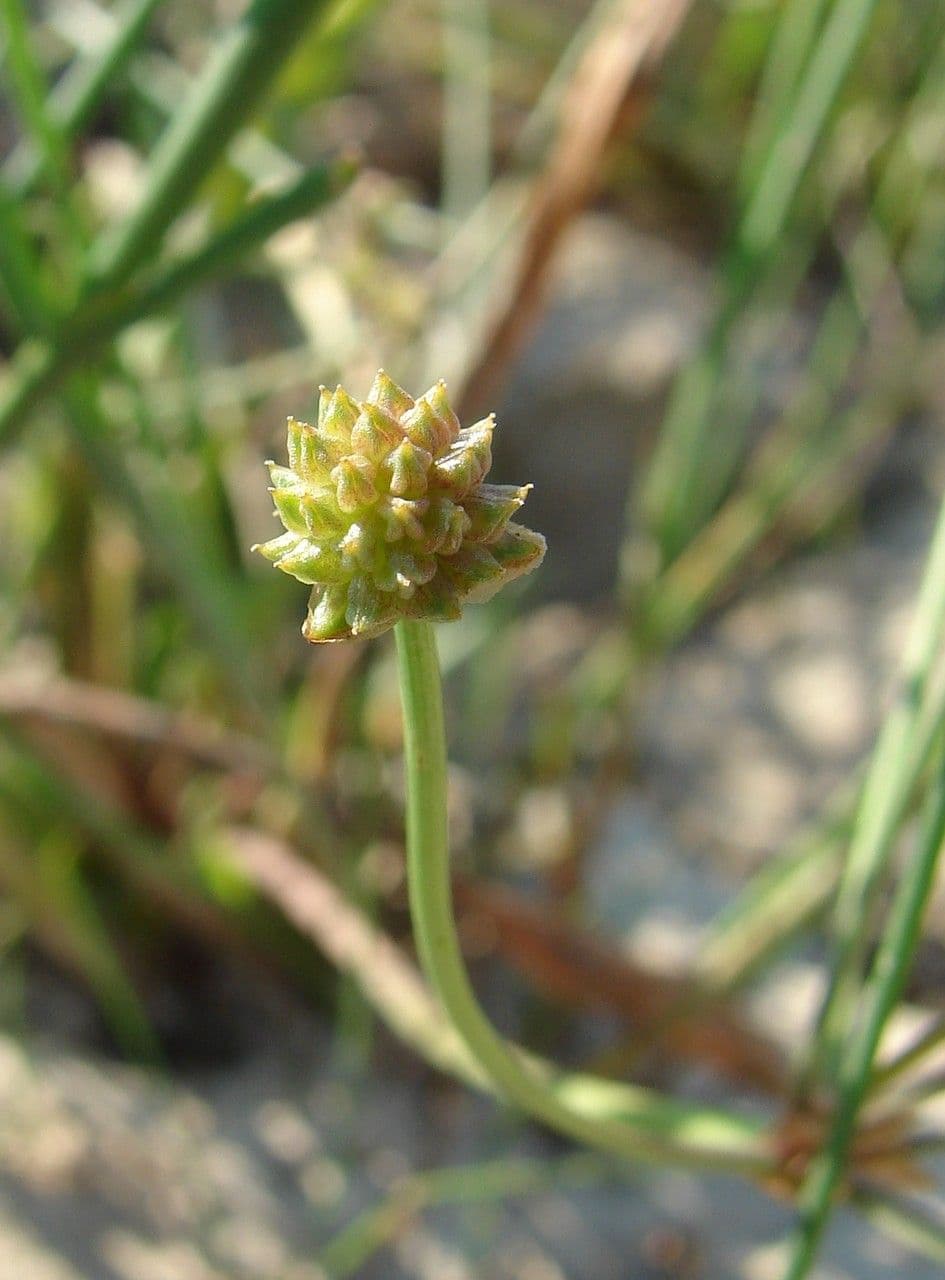 Alisma ranuncoloide 2