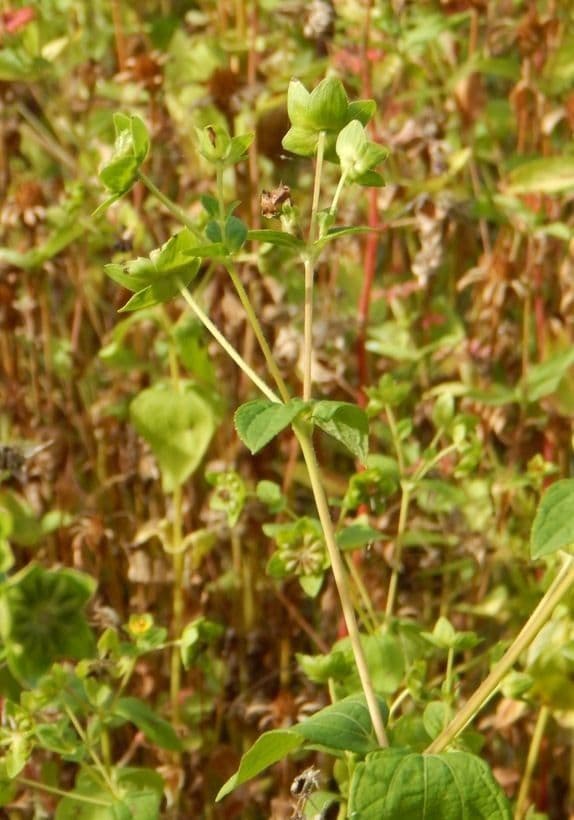Melampodium 9