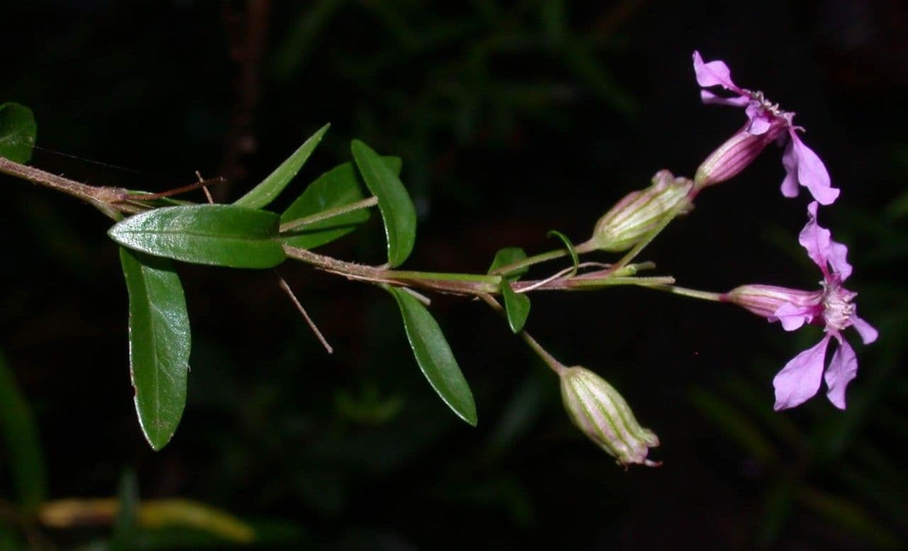 Cuphea utriculosa 13