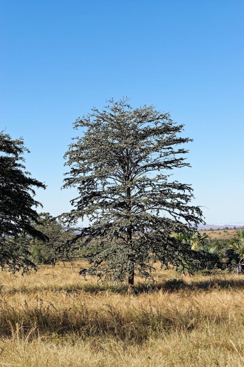 Terminalia de Seyrig 2
