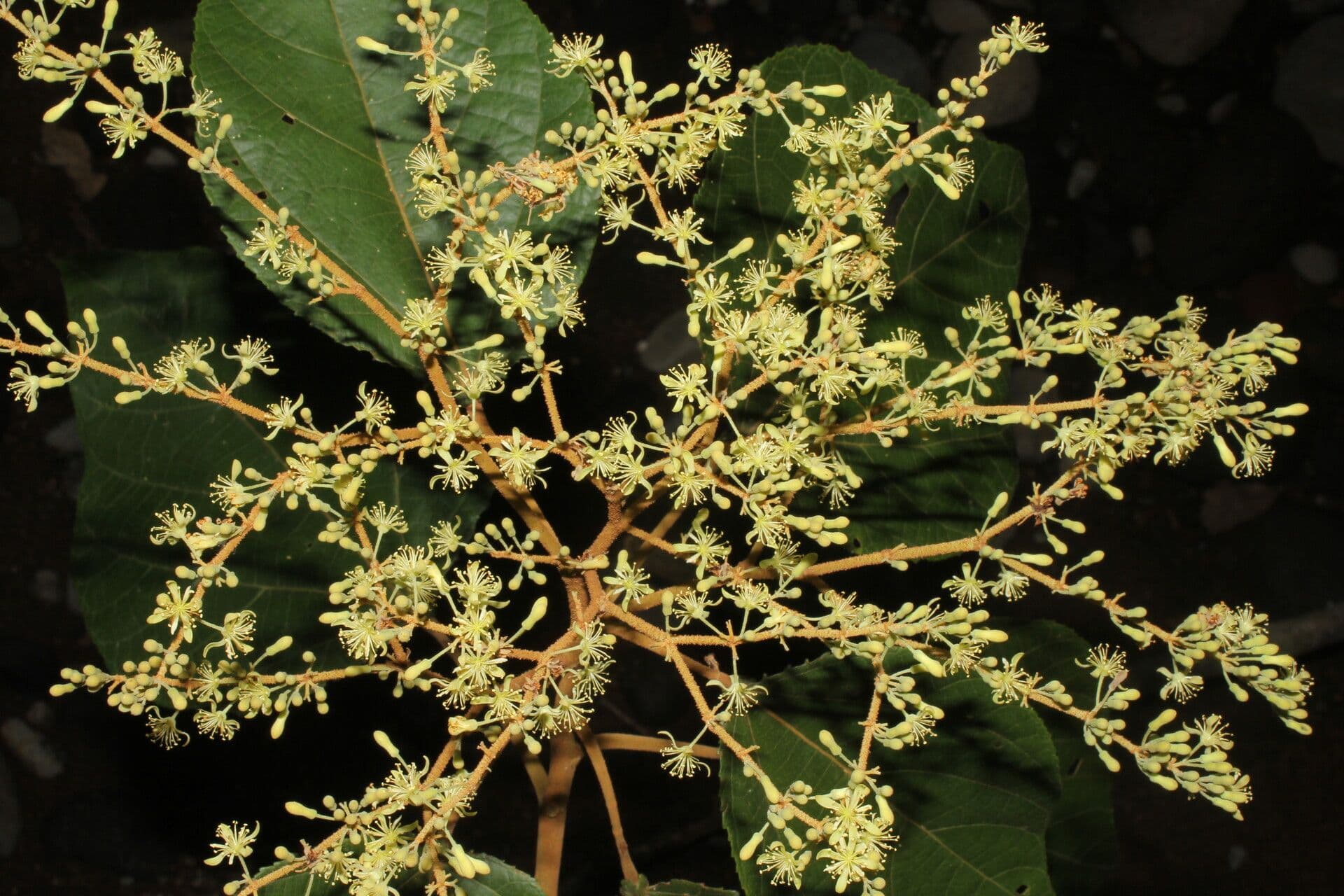 Heliocarpus 12