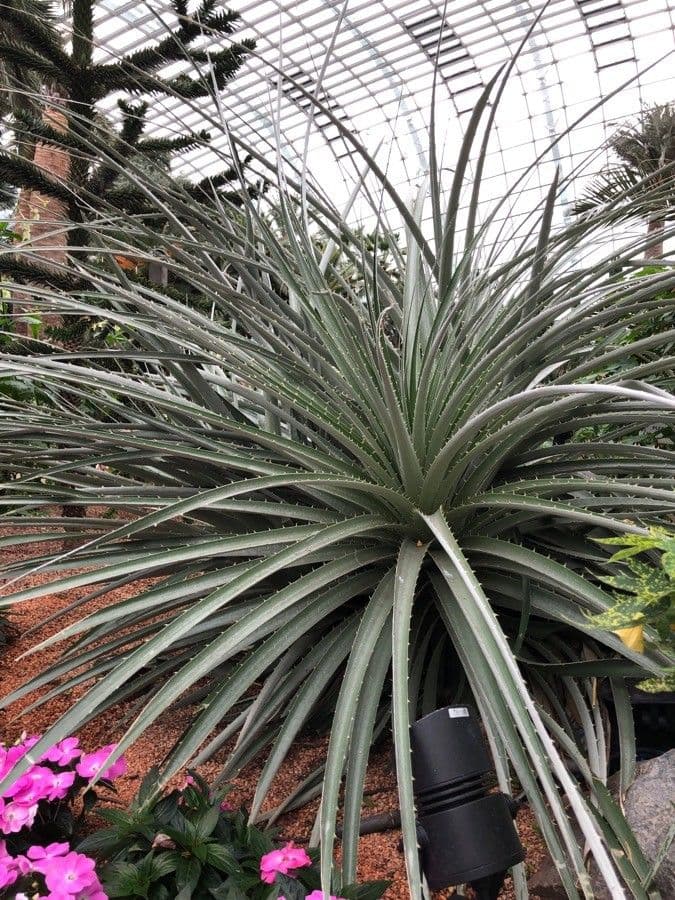 Puya 15