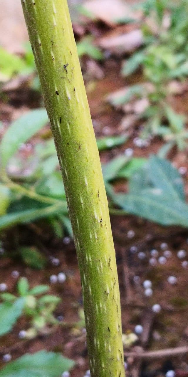 Angiopteris 5