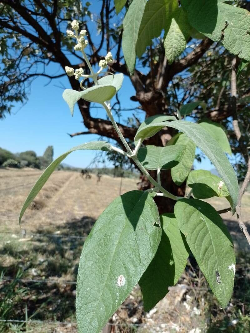 Buddleja cordata 4