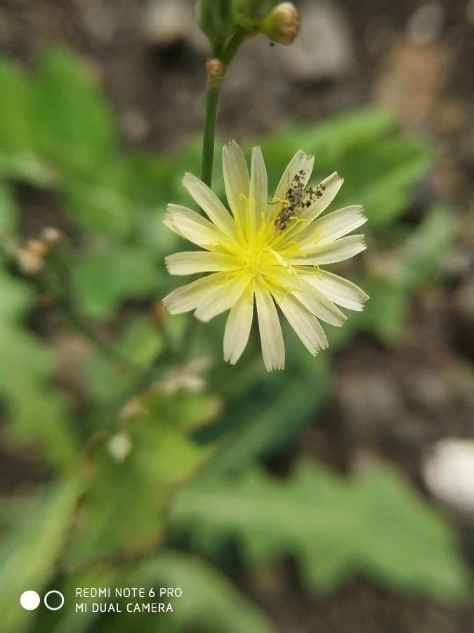 Lechuga amarga 6