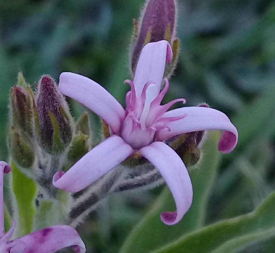 Oxypetalum 8