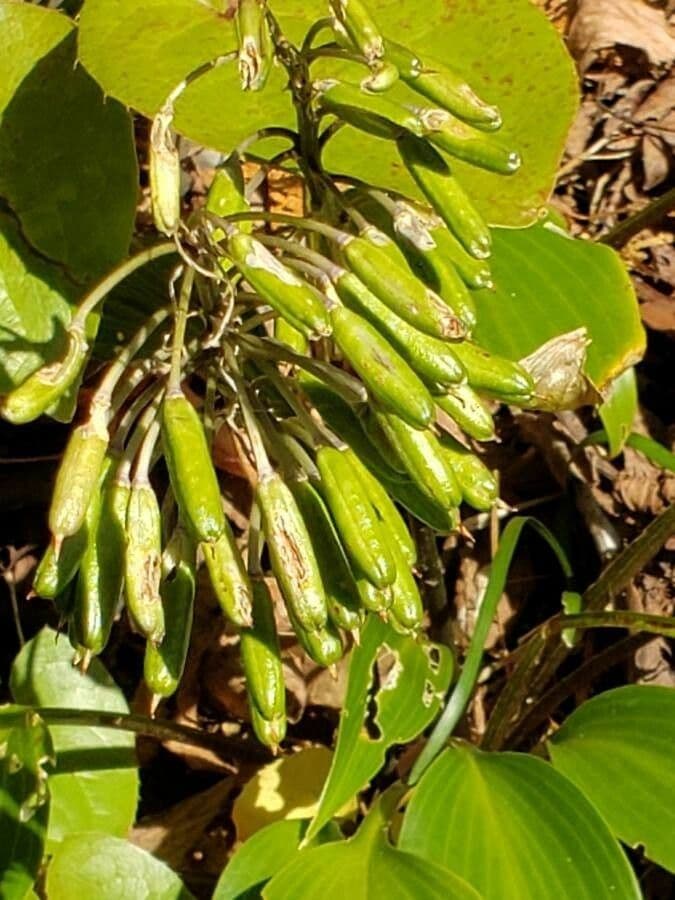 Hosta